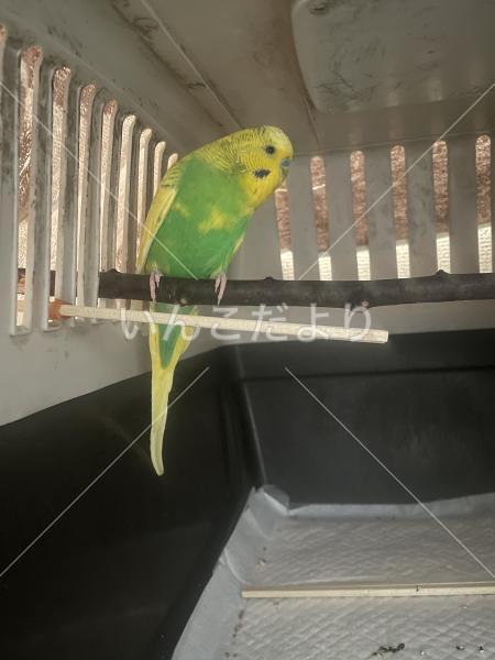 保護鳥の写真