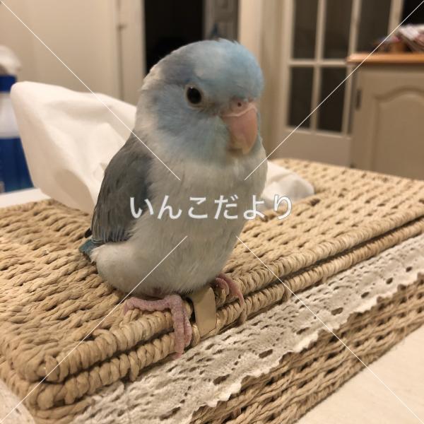 迷い鳥の写真