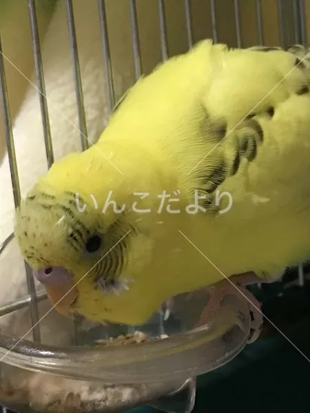 保護鳥の写真