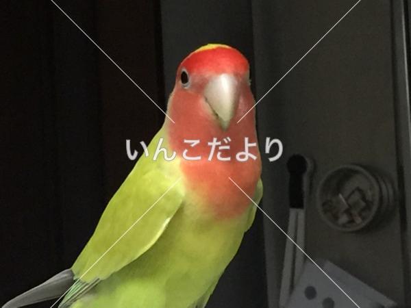 迷い鳥の写真