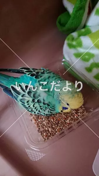 保護鳥の写真