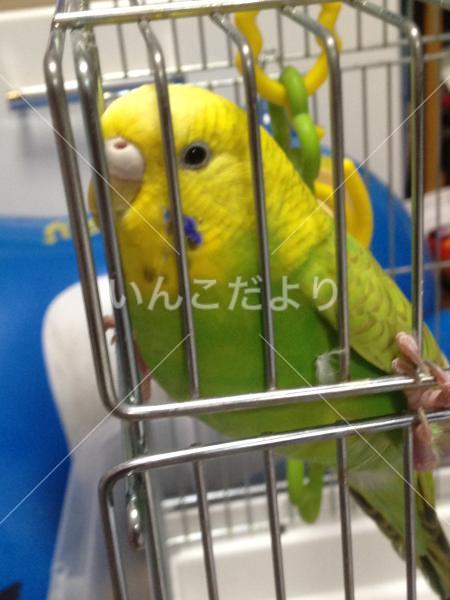 迷い鳥の写真
