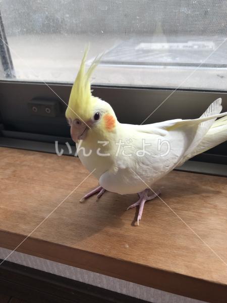 迷い鳥の写真