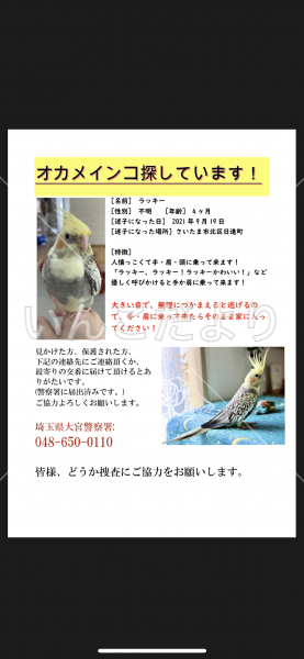 迷い鳥の写真