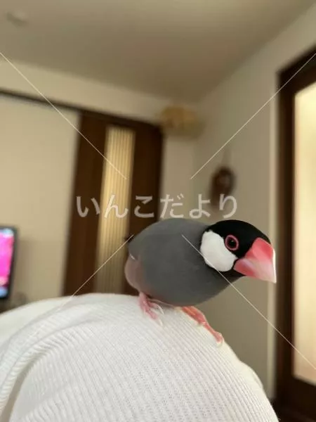 迷い鳥の写真