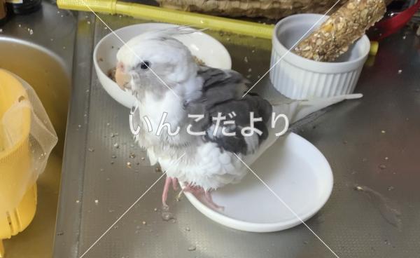 迷い鳥の写真