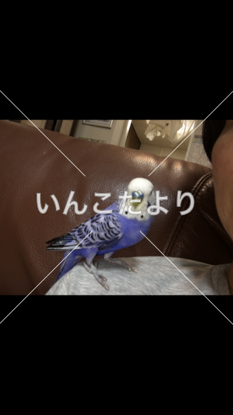 迷い鳥の写真