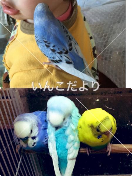 迷い鳥の写真