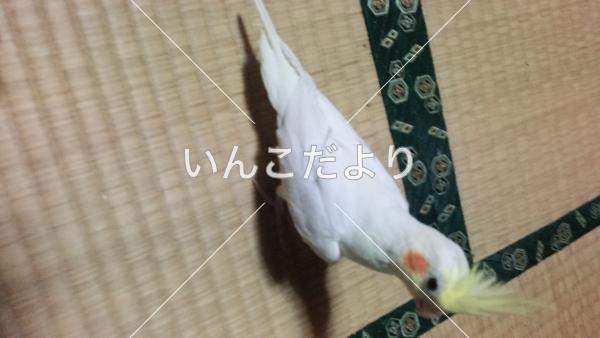 迷い鳥の写真