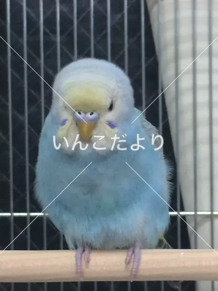 保護鳥の写真