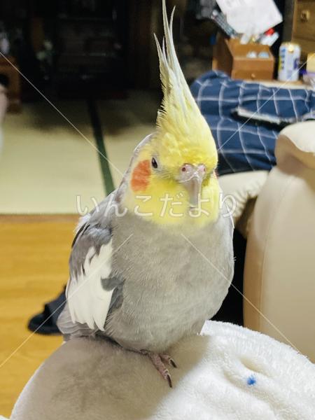 迷い鳥の写真