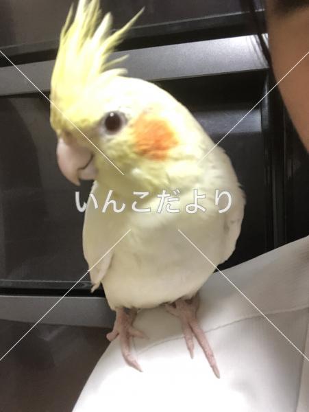 迷い鳥の写真