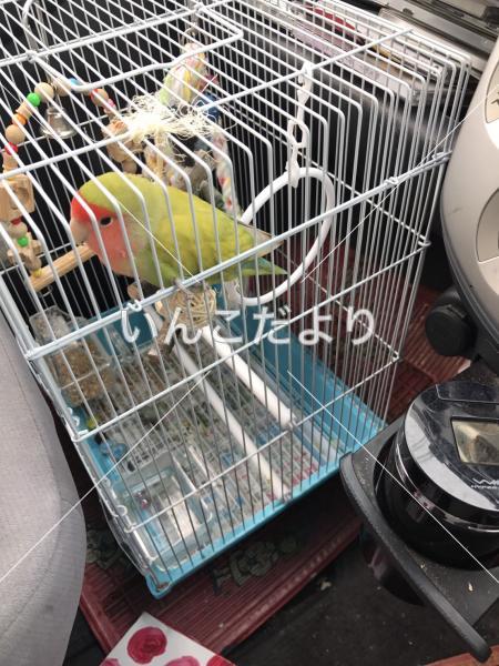 迷い鳥の写真