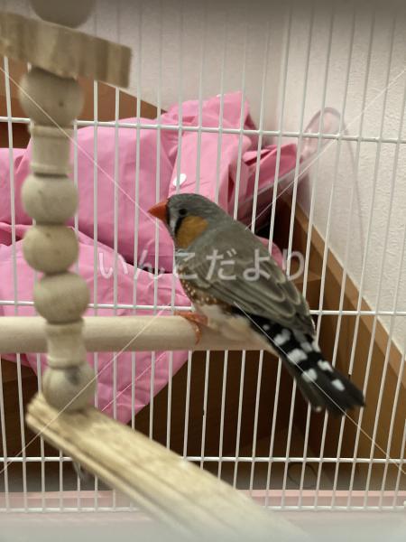 保護鳥の写真