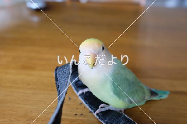 迷い鳥の写真