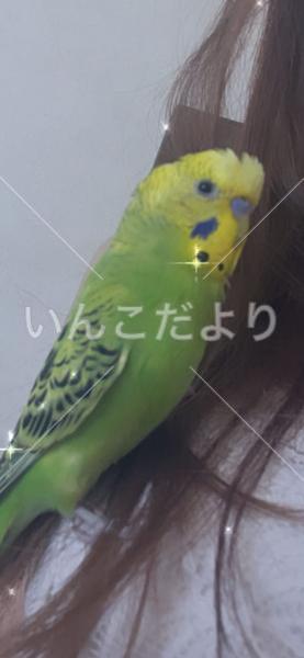 迷い鳥の写真