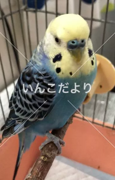 保護鳥の写真
