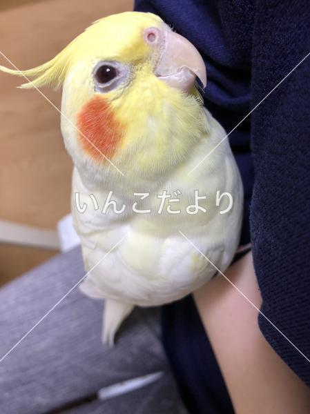 迷い鳥の写真