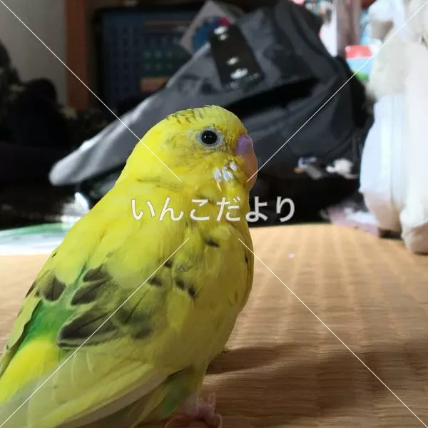 迷い鳥の写真