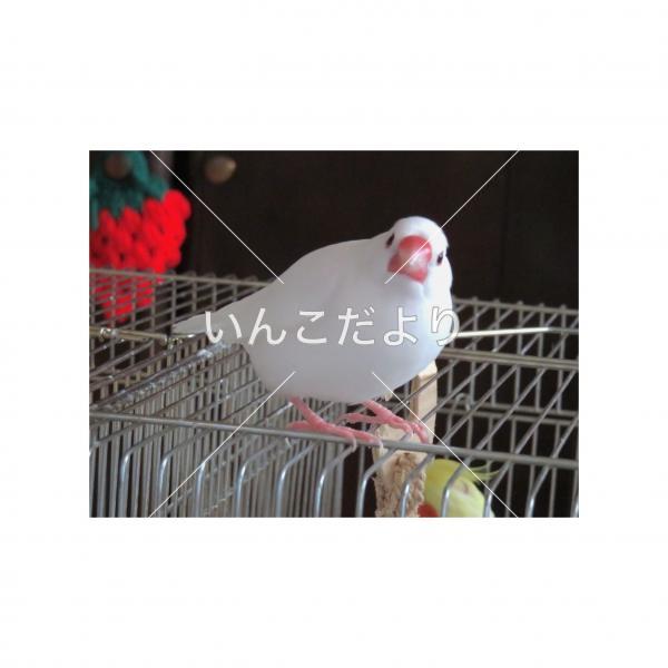 迷い鳥の写真