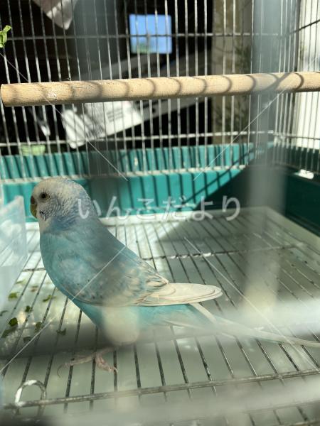 保護鳥の写真