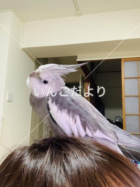 迷い鳥の写真
