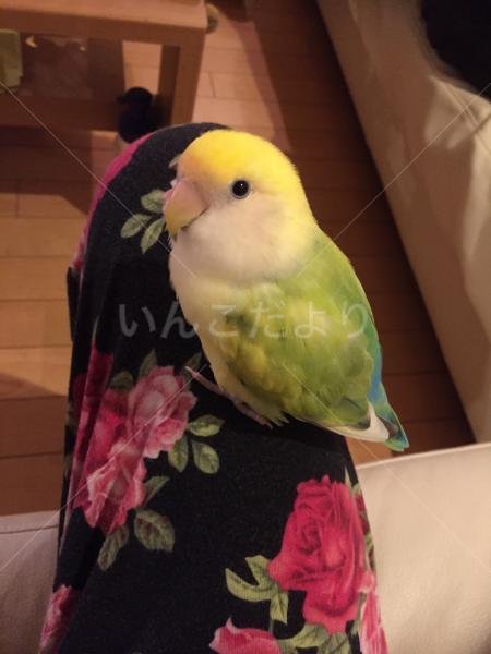 迷い鳥の写真