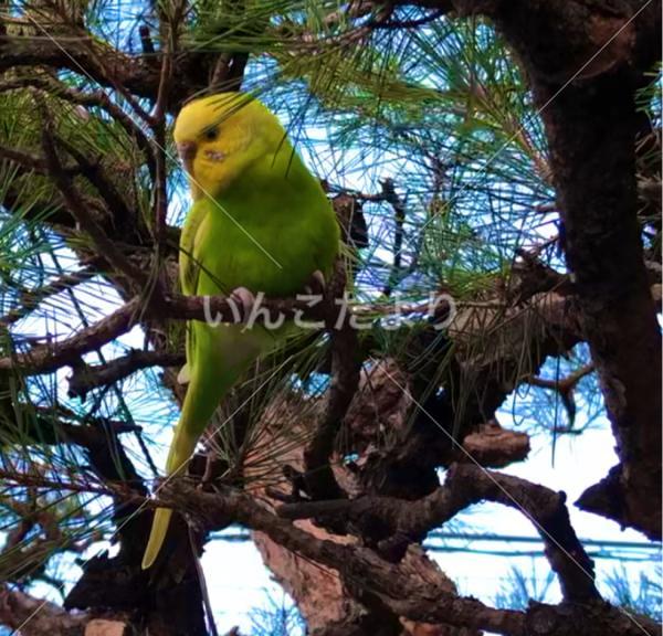保護鳥の写真