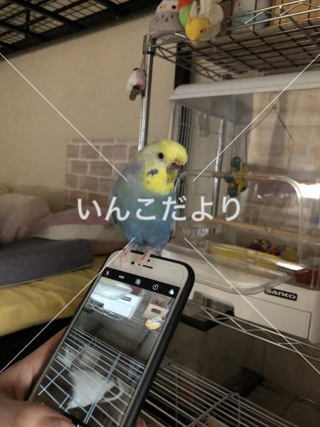 迷い鳥の写真