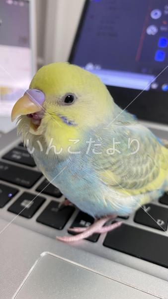 迷い鳥の写真