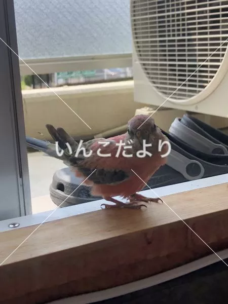 保護鳥の写真