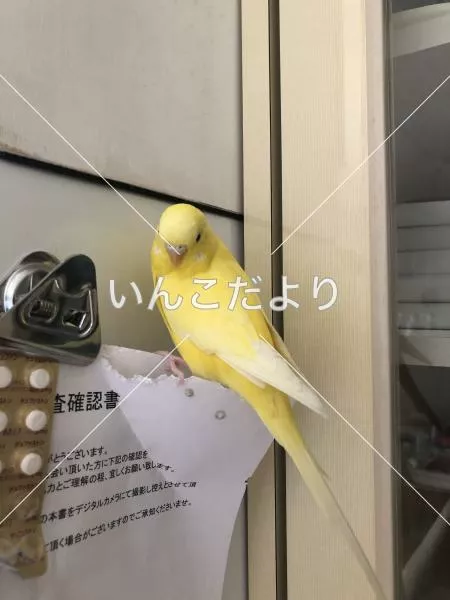 迷い鳥の写真