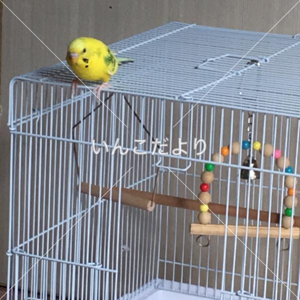 迷い鳥の写真