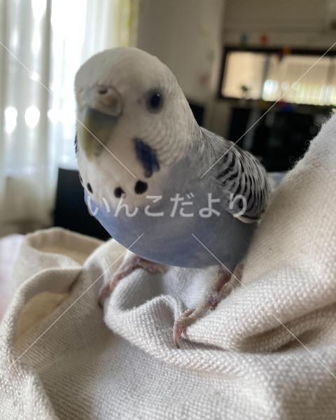 迷い鳥の写真