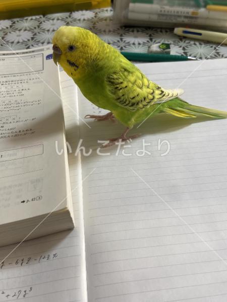迷い鳥の写真