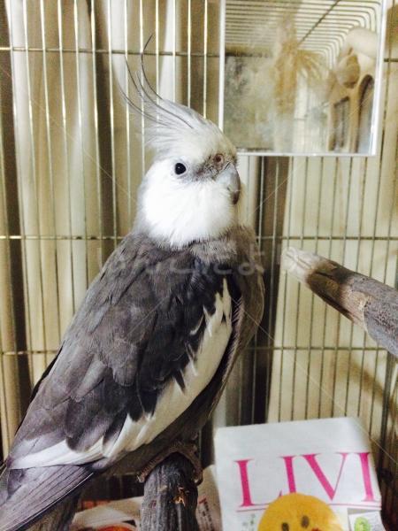 迷い鳥の写真