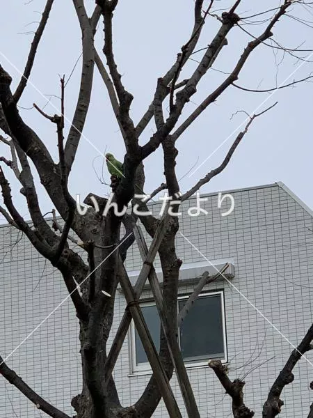 保護鳥の写真