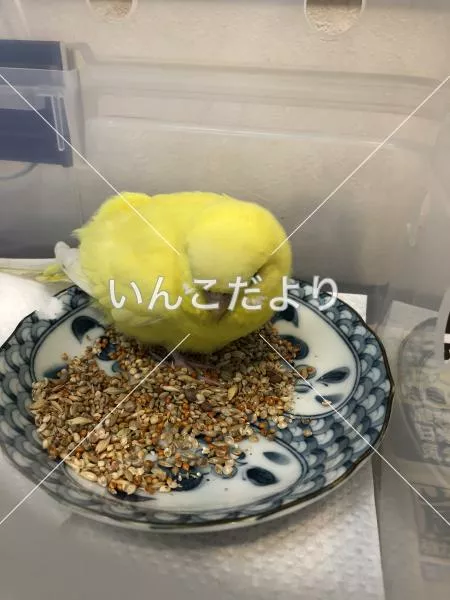 保護鳥の写真
