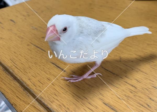 迷い鳥の写真