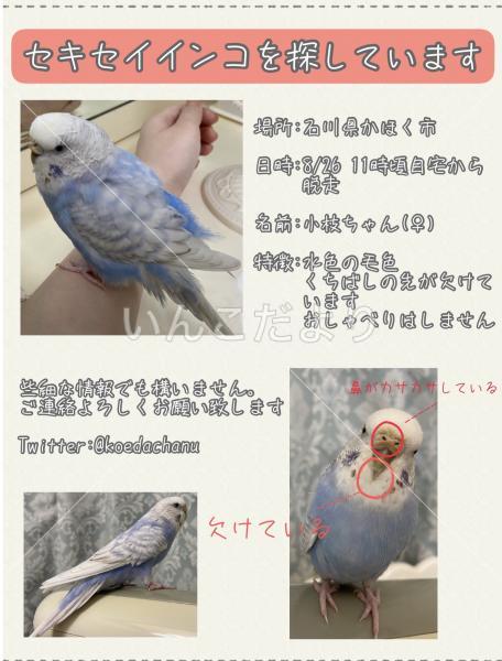 迷い鳥の写真