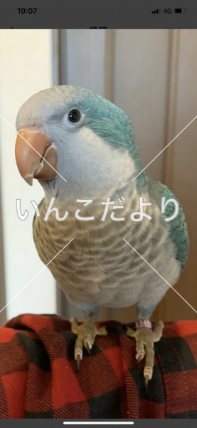 迷い鳥の写真