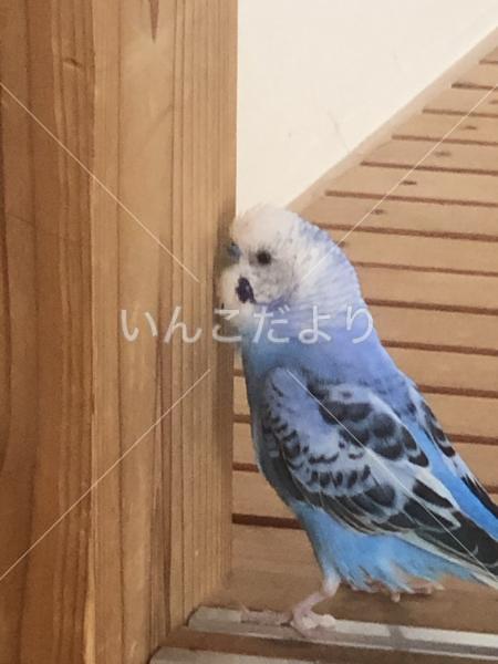 迷い鳥の写真