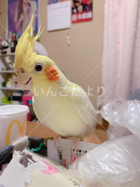 迷い鳥の写真