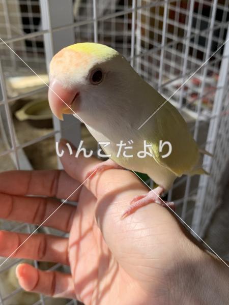 迷い鳥の写真