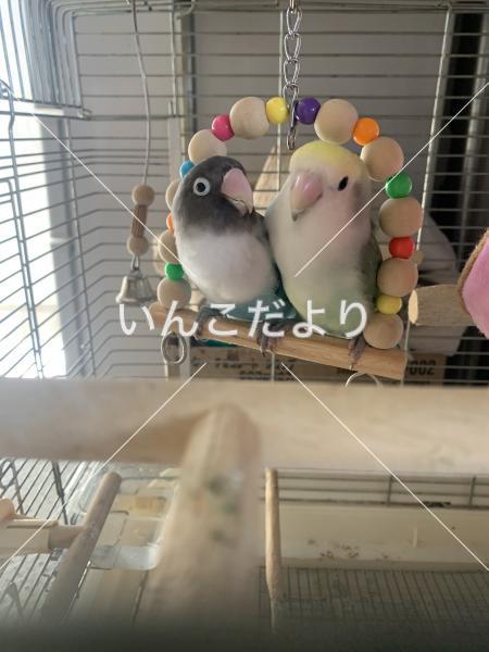 迷い鳥の写真