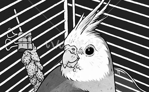 保護鳥の写真