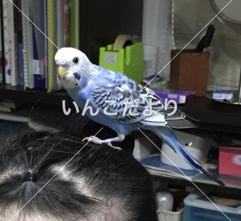 迷い鳥の写真