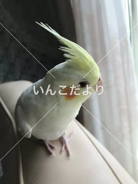 迷い鳥の写真