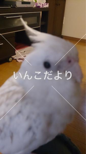 迷い鳥の写真
