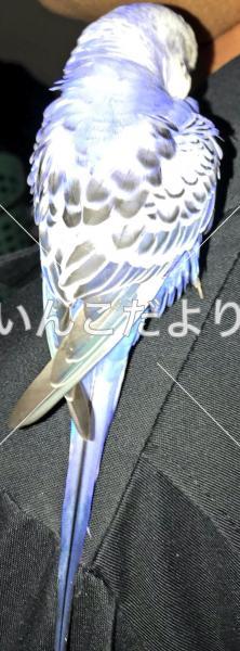保護鳥の写真